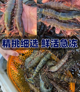 大虾鲜活速冻超大特大基围虾新鲜海鲜水产青岛海捕白虾海虾对虾